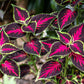 100 Mixed Colors COLEUS RAINBOW MIX Shade Houseplant Solenostemon Flower Seeds