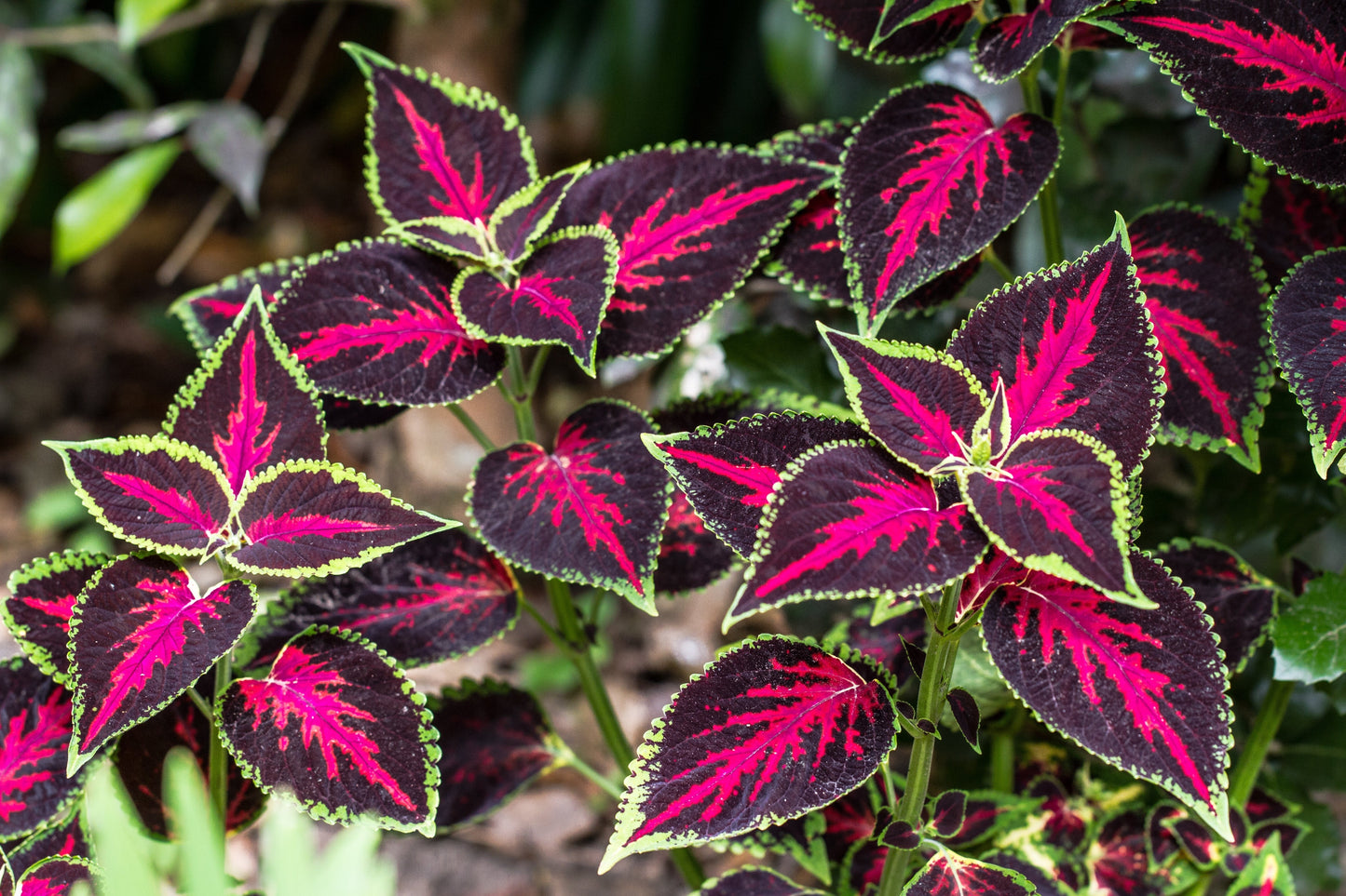 100 Mixed Colors COLEUS RAINBOW MIX Shade Houseplant Solenostemon Flower Seeds
