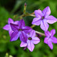 100 Heirloom MIXED COLORS NICOTIANA (Ornamental Flowering Tobacco) Nicotiana Alata Flower Seeds