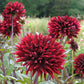 25 CACTUS DOUBLE DAHLIA Mix Variabilis Mixed Colors Hummingbird Flower Seeds