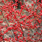 50 WINTERBERRY Holly Ilex Verticillata - Candian Holly  / Fever Bush / Black Alder Tree Shrub Red Berry White Flower Seeds