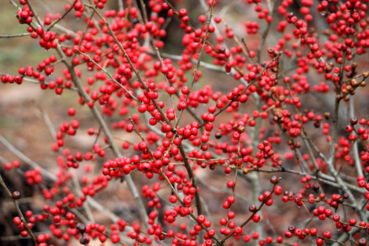 50 WINTERBERRY Holly Ilex Verticillata - Candian Holly  / Fever Bush / Black Alder Tree Shrub Red Berry White Flower Seeds