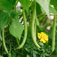40 GREEN BEAN PROVIDER Phaseolus Vulgaris Vegetable Seeds