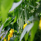 50 BURPEE STRINGLESS Green Pod BEAN French Phaseolus Vulgaris Vegetable Seeds