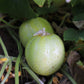 100 LEMON CUCUMBER Cucumis Sativus Fruit Vegetable Seeds