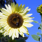25 ITALIAN WHITE SUNFLOWER Helianthus Debilis Flower Seeds