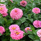 250 LUMINOSA PINK ZINNIA Elegans Flower Seeds