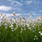 25 TAWNY COTTONGRASS Flower Seeds Eriophorum Virginicum Hare's Tail Cotton Grass Seeds