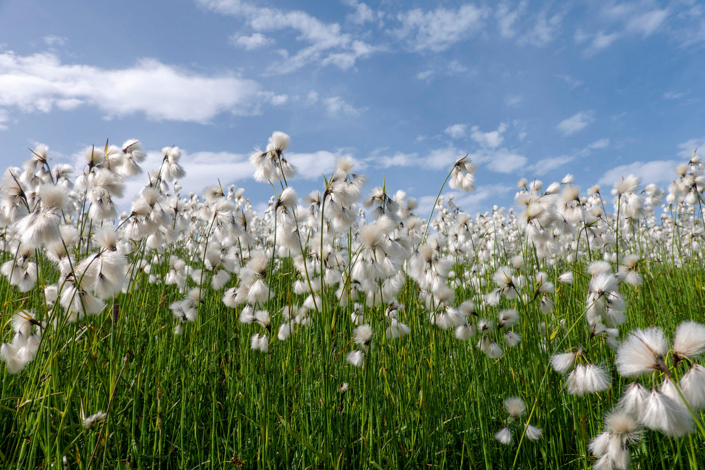 25 TAWNY COTTONGRASS Flower Seeds Eriophorum Virginicum Hare's Tail Cotton Grass Seeds