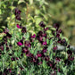 20 Royal MAROON SWEET PEA Lathyrus Odoratus Vine Dark Red Fragrant Flower Seeds