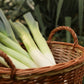 500 BROAD LONDON LEEK Allium Porrum Heirloom White & Green Vegetable Seeds