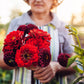 500 Mixed Colors CALIFORNIA GIANT ZINNIA Elegans Flower Seeds
