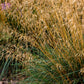 200 TUFTED HAIRGRASS Tussock Grass Deschampsia Cespitosa Moist Ornamental Native Seeds