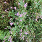 200 SHOWY PINK TREFOIL Stick Tights Desmodium Canadense Flower Seeds