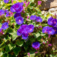 50 Mixed Colors MORNING GLORY Ipomoea Purpurea Vine Flower Seeds