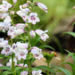 500 PALE BEARDTONGUE Penstemon Pallidus Flower Seeds