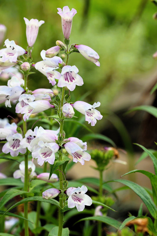 500 PALE BEARDTONGUE Penstemon Pallidus Flower Seeds