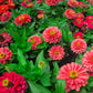 250 EXQUISITE ZINNIA Elegans Changes Color Red - Hot Pink Pale Pink Flower Seeds