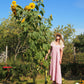 75 MAMMOTH GREY Stripe SUNFLOWER Helianthus Annuus Flower Seeds