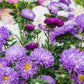 1000 POWDER PUFF ASTER Mix Callistephus Chinensis Flower Seeds