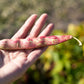 50 PINTO BEAN Phaseolus Vulgaris Vegetable Seeds