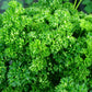 1500 TRIPLE CURLED PARSLEY Petroselinum Hortensis Herb Vegetable Seeds