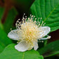 1000 BULK GUAVA Fruit Tree Shrub Psidium Guajava White Flowers Fruit Seeds