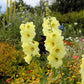 25 YELLOW HOLLYHOCK Alcea Rosea Flower Seeds Perennial