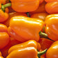 100 ORANGE King BELL PEPPER Sweet Capsicum Annuum Vegetable Seeds