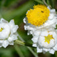 250 WHITE WINGED EVERLASTING Ammobium Alatum Flower Seeds