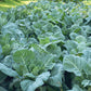 1000 GEORGIA COLLARDS (SOUTHERN or Walking Collards) Collard Greens Brassica Oleracea Acephala Vegetable Seeds