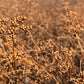 1000 CILANTRO / CORRIANDER / Chinese PARSLEY Coriandrum Sativum Herb Flower Seeds