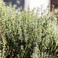 30 ORANGE THYME Orangelo Thymus Vulgaris Fragrantissimus Culinary Herb Seeds