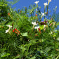 50 CYPRESS VINE MIX Ipomoea Quamoclit Convolvulus Hummingbird Star Morning Glory Cardinal Creeper Flower Seeds - Mixed Colors Red Pink White