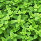 1500 LEMON BALM Melissa Officinalis Lemonbalm Fragrant Herb / Flower Seeds