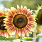 100 AUTUMN BEAUTY SUNFLOWER Helianthus Annuus Flower Seeds
