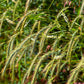 500 CANADIAN RYE Elymus Canadensis Grain Grazing Grass Ground Cover Seeds
