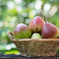 25 EUROPEAN PEAR TREE Pyrus Communis Fruit Seeds - White Flowers / Green Fruit