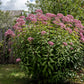 50 Pink JOE PYE WEED Eupatorium Maculatum Flower Seeds