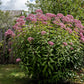 50 Mixed Colors JOE PYE WEED Eupatorium Maculatum Flower Seeds