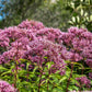 50 Mixed Colors JOE PYE WEED Eupatorium Maculatum Flower Seeds