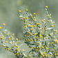500 ABSINTHE WORMWOOD Common Artemisia Absinthium Green Ginger Herb Flower Seeds