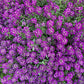 100 EASTER BONNET ALYSSUM Lobularia Maritima Bright Violet Purple Flower Seeds