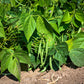 50 SLENDERETTE GREEN BEAN French Stringless Phaseolus Vulgaris Vegetable Seeds