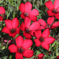 500 Red SCARLET FLAX Linum Grandiflorum Rubrum Flower Seeds