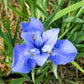 20 MIXED SIBERIAN IRIS Sibirica Iris Bicolor Blue Red White Yellow Purple Siberian Flag Flower Seeds