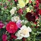 50 Dwarf Double HOLLYHOCK MAJORETTE MIX Alcea Rosea Red Pink White Maroon Yellow Mixed Color Flower Seeds