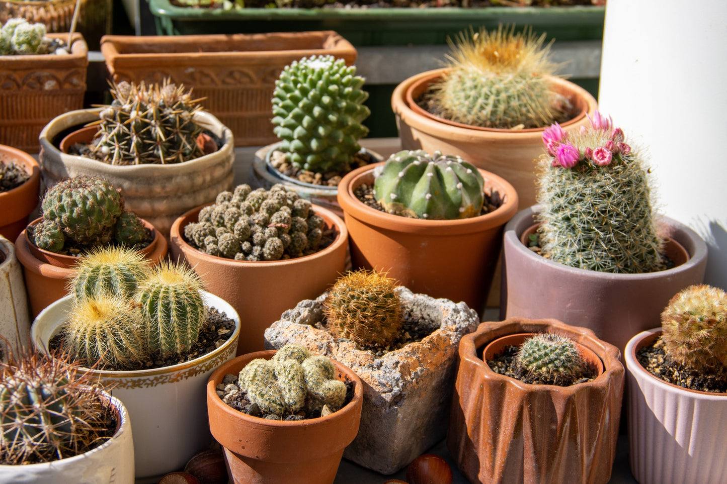 50 CACTUS MIX 'Finest Mixed' Succulent Flower Plant Seeds