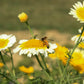 1000 GARLAND CROWN DAISY Chrysanthemum Coronarium Glebionis White Yellow Flower Seeds
