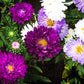 1000 POWDER PUFF ASTER Mix Callistephus Chinensis Flower Seeds